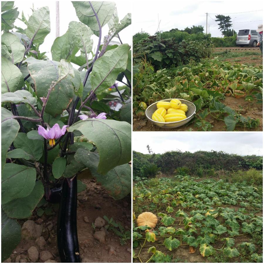 Jeju Again Olle Pension Exteriör bild